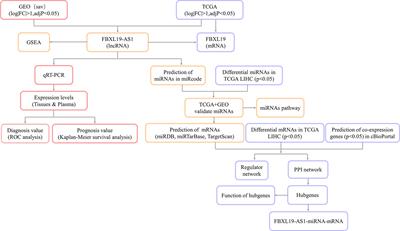 Identify and Validate the Transcriptomic, Functional Network, and Predictive Validity of FBXL19-AS1 in Hepatocellular Carcinoma